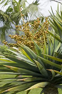 Dracaena Prints: Picture No. 10896482