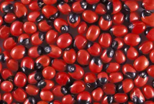Seeds Prints: Picture No. 10896490