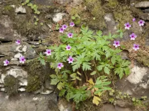 Geranium Prints: Picture No. 10896491