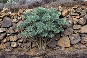 Euphorbia Prints: Picture No. 10896499