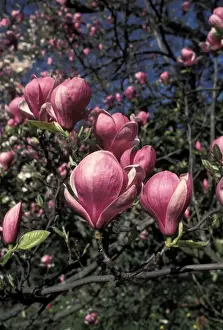 Magnolia Prints: Picture No. 10896504