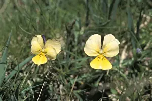 Pansy Prints: Picture No. 10896510