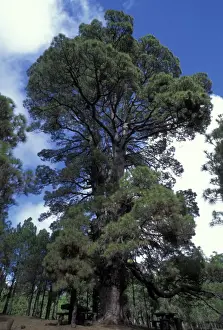 Canariensis Prints: Picture No. 10896512
