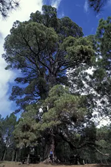 Canariensis Prints: Picture No. 10896513