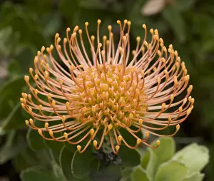 Picture No. 10896530