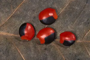 Bean Prints: Picture No. 10896532