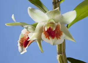 Orchid Prints: Picture No. 10896542