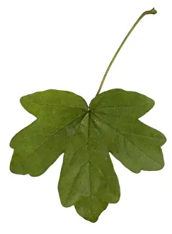 Maple Prints: Picture No. 10896544