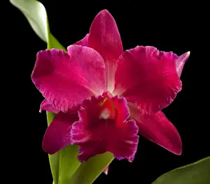 Cattleya Prints: Picture No. 10896549