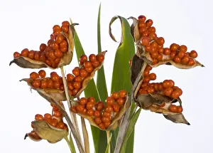 Iris Prints: Picture No. 10896550