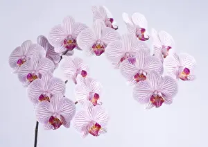 Phalaenopsis Prints: Picture No. 10896561
