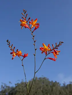 Inflorescence Prints: Picture No. 10896566