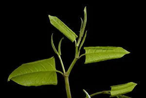Japonica Prints: Picture No. 10896567