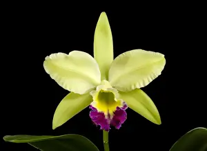Cattleya Prints: Picture No. 10896569