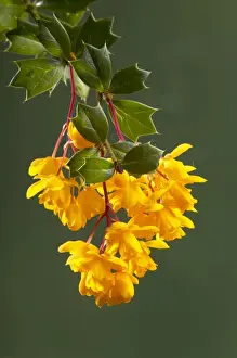 Barberry Prints: Picture No. 10896586
