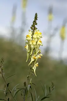 Inflorescence Prints: Picture No. 10896592