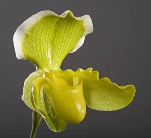 Paphiopedilum Prints: Picture No. 10896605
