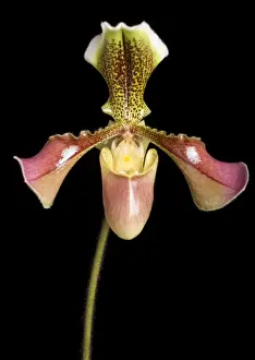 Paphiopedilum Prints: Picture No. 10896608