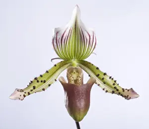 Paphiopedilum Prints: Picture No. 10896616
