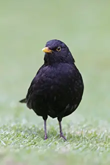 Turdus Prints: Picture No. 10896618