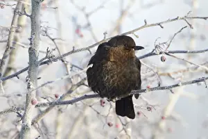 Turdus Prints: Picture No. 10896619