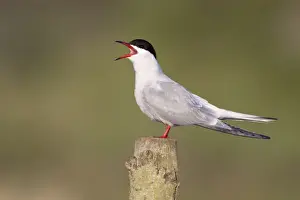 Hirundo Prints: Picture No. 10896626