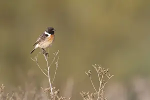 Saxicola Prints: Picture No. 10896645