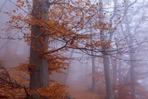Enormous Prints: Picture No. 10896653