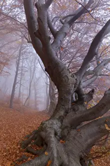Enormous Prints: Picture No. 10896656