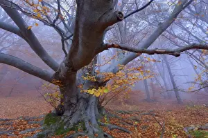 Enormous Prints: Picture No. 10896659