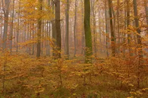 Enormous Prints: Picture No. 10896667
