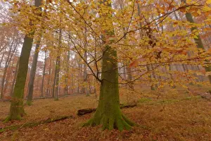 Enormous Prints: Picture No. 10896668