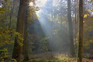 Sunrays Prints: Picture No. 10896671