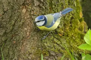 Caeruleus Prints: Picture No. 10896694