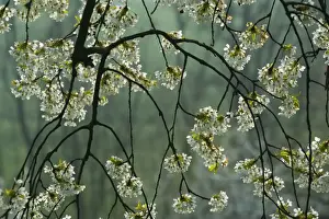 Prunus Prints: Picture No. 10896724