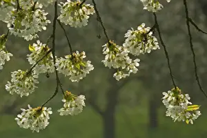 Prunus Prints: Picture No. 10896725