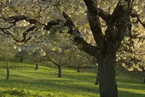 Prunus Prints: Picture No. 10896727