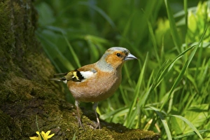 Images Dated 24th March 2011: Picture No. 10896729