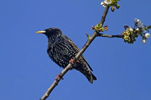 Images Dated 24th March 2011: Picture No. 10896731