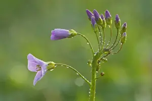 Picture No. 10896751