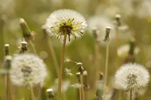 Dandelion Prints: Picture No. 10896752