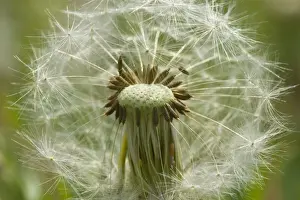 Dandelion Prints: Picture No. 10896753
