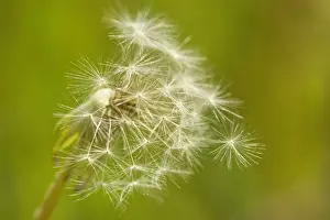 Dandelion Prints: Picture No. 10896754