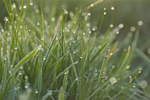 Drops Prints: Picture No. 10896759