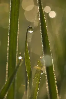 Drops Prints: Picture No. 10896760