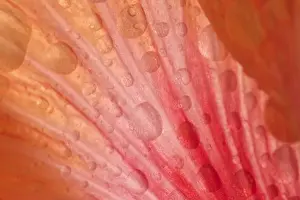 Drops Prints: Picture No. 10896764