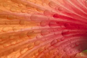Drops Prints: Picture No. 10896765