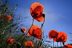 Rhoeas Prints: Picture No. 10896772