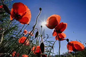 Rhoeas Prints: Picture No. 10896773