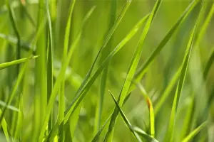 Picture No. 10896786